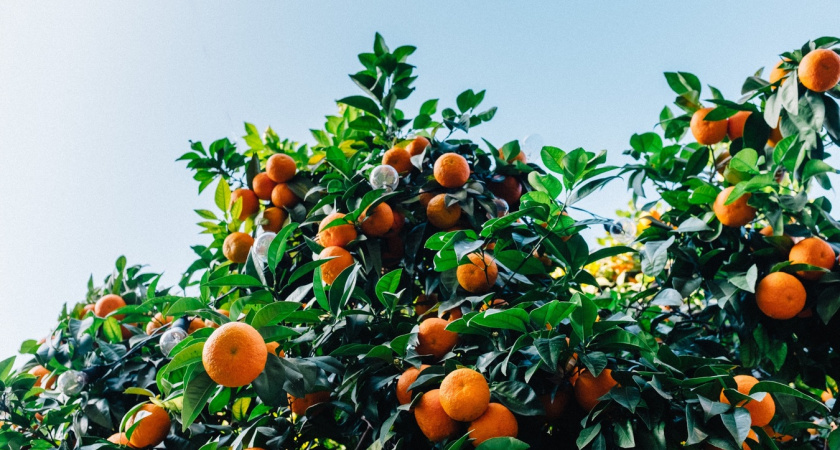 Съездила на сбор мандаринов в Абхазию: вот сколько можно заработать - правдивый отзыв туристки