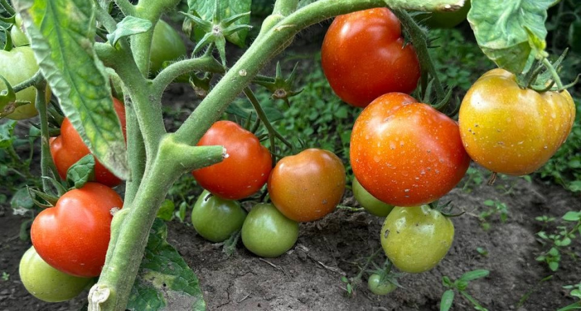 Больше никогда не посажу: сорт томата, который сильно разочаровал — называется красиво, а на деле - гадость