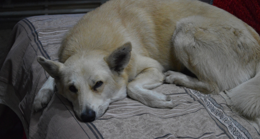 Чистоплотные и тихие: три породы собак, с которыми в квартире не будет проблем - берите на заметку