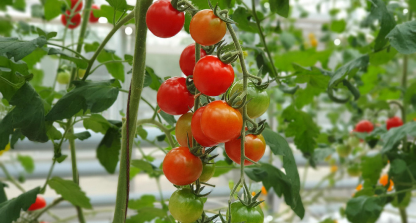 Елецкие теплицы собрали рекордный урожай за два зимних месяца