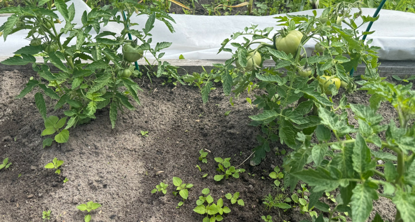 Сажаю в марте на рассаду семена 4 лучших сортов томатов - урожайность невероятная: 15-20 кг с 1 м2