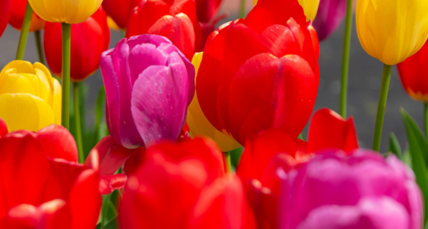  Женщины Донбасса получат цветы из Липецкой области