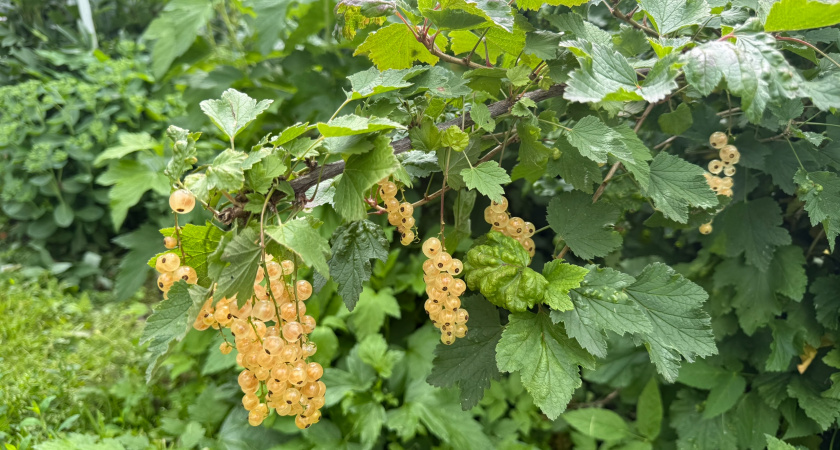 Льем это на смородину в марте - тля и клещ «растворяются» без остатка: спасаем урожай-2026