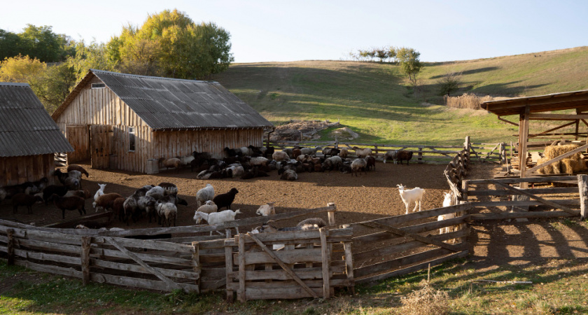 Липецкая фермерша пожаловалась главе СК на попытку отнять землю