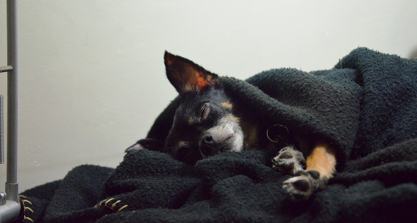 Не 6 и даже не 8: китайские ученые назвали точное количество часов сна, необходимое человеку