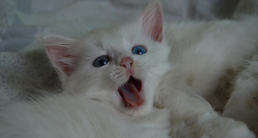 Почему кошка лижет вам подмышки: милая привычка или сигнал об опасности