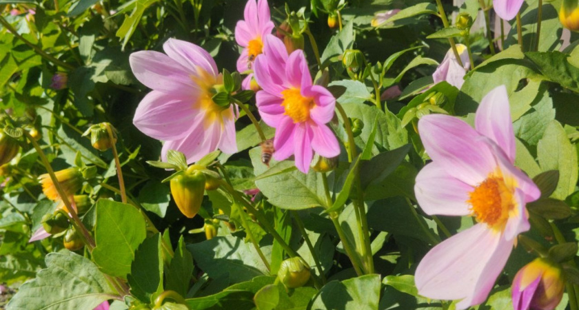 Садим в марте – и эта красота будет цвести до поздней осени, пока не начнутся морозы