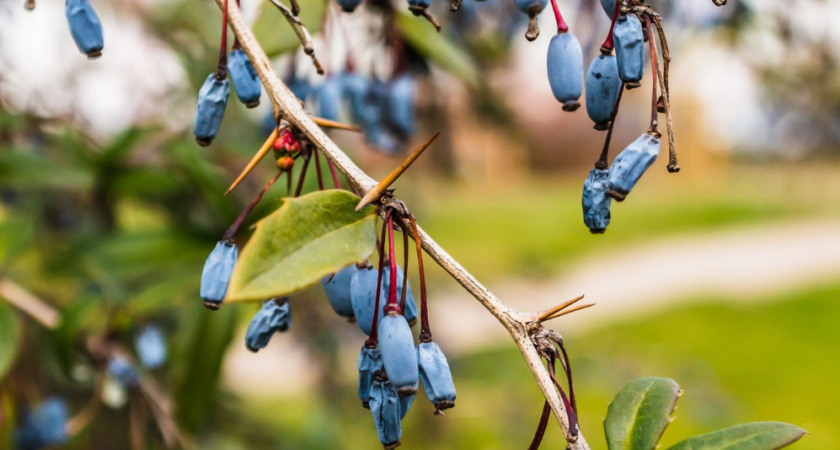2 стакана под куст – и пучки сочных ягод окутают куст как пчелы варенье: подкормка жимолости в марте за копейки