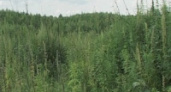 Конопля на огороде