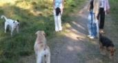 В Липецке до сих пор определено только одно место для выгула собак 