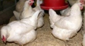 «Куриное царство» разбрасывает по полям помет