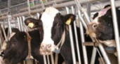 Молока будет в достатке