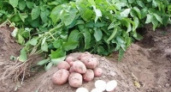 В Липецкой области увеличат посевы картофеля