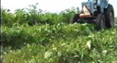 Началась «уборка» конопли