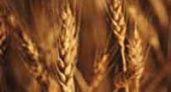 Невиданный урожай пшеницы
