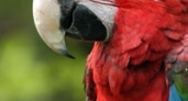 В зоопарке появится попугай ара