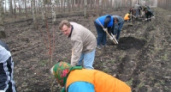В Липецке сажают деревья