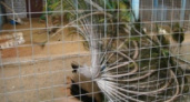 В зоопарке Липецка готовятся к наводнению