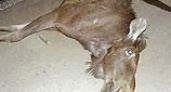 В Липецкой области обнаружили бешеного лося