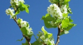 В Липецкой области зацвела черемуха 