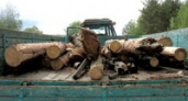 За срубленные в заповеднике деревья отправили на год в колонию 