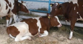В ОГУП «Липецкое» растет поголовье коров 