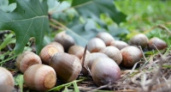 Жителям Липецкой области предлагают поучаствовать в сборе желудей