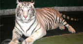 В зоопарк Липецка привезли белую тигрицу Бритни