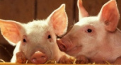 Обанкротившийся липецкий свинокомплекс хотят продать за 507 миллионов рублей