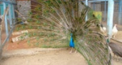 Зоопарк Липецка: у павлинов появилось потомство