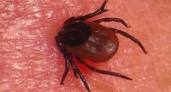Клещи покусали более 300 липчан
