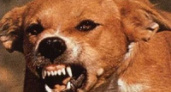Бешеные псы