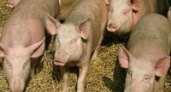 Животноводы увеличили производство продукции