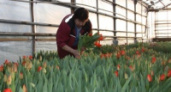25 тысяч тюльпанов к 8 Марта вырастили в «Зеленхозе» 