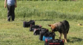 В Липецке выбирают лучшего полицейского-кинолога