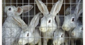Кроликов за 1, 2 млрд рублей решили не разводить