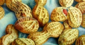 Санитарные врачи забраковали арахис