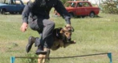 В Липецке соревнуются милицейские собаки 