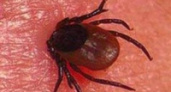 Клещи продолжают нападать 