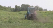 На окраине Грязей уничтожено поле конопли 