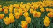 В Липецке посадят тюльпаны 25 сортов