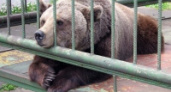 В Липецком зоопарке на ремонт вольера и медвежатника потратят семь миллионов рублей