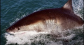Экологи: спрос на суп привел к истреблению акул