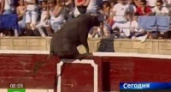 В Испании бык вырвался с арены на трибуны и ранил 30 зрителей