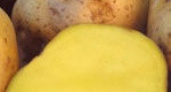 Картофелем-мутантом сыт будешь