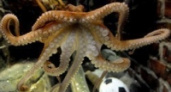 Умер осьминог-предсказатель Пауль