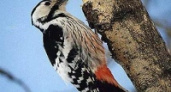 Ученые подсмотрели у дятлов передовой амортизационный механизм