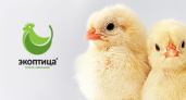 «Экоптица» реконструировала птицефабрику за 700 млн. рублей