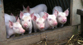 Инвесторы вложили в свиноводческую отрасль Липецкой области почти 8 млрд. рублей