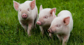 На липецкие свинофермы в декабре поступали свиньи из комплексов, где обнаружена АЧС